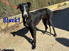 BLACK1, Hund, Galgo Español in Spanien - Bild 4