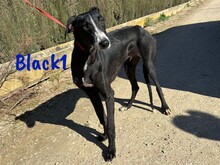 BLACK1, Hund, Galgo Español in Spanien - Bild 5