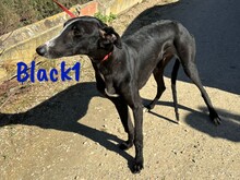 BLACK1, Hund, Galgo Español in Spanien - Bild 6