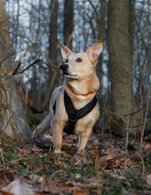 SPIKEY, Hund, Mischlingshund in Bielefeld - Bild 2