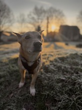 SPIKEY, Hund, Mischlingshund in Bielefeld - Bild 5