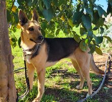 PERLA, Hund, Deutscher Schäferhund-Mix in Spanien - Bild 2