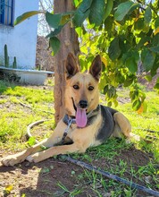 PERLA, Hund, Deutscher Schäferhund-Mix in Spanien - Bild 4