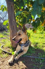 PERLA, Hund, Deutscher Schäferhund-Mix in Spanien - Bild 7