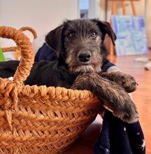 KANE, Hund, Mischlingshund in Düsseldorf - Bild 1