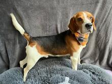 BOGEY, Hund, Beagle in Seelze - Bild 1