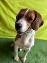 BOGEY, Hund, Beagle in Seelze - Bild 10