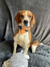 BOGEY, Hund, Beagle in Seelze - Bild 11