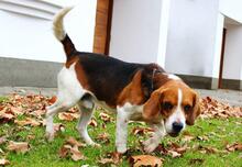 BOGEY, Hund, Beagle in Seelze - Bild 14