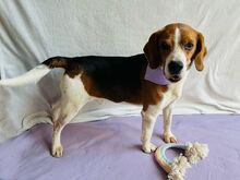 BOGEY, Hund, Beagle in Seelze - Bild 16