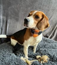 BOGEY, Hund, Beagle in Seelze - Bild 17