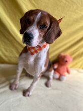 BOGEY, Hund, Beagle in Seelze - Bild 18