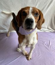 BOGEY, Hund, Beagle in Seelze - Bild 19