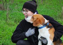 BOGEY, Hund, Beagle in Seelze - Bild 2