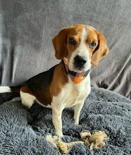 BOGEY, Hund, Beagle in Seelze - Bild 20