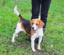 BOGEY, Hund, Beagle in Seelze - Bild 3