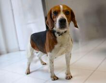 BOGEY, Hund, Beagle in Seelze - Bild 4