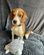 BOGEY, Hund, Beagle in Seelze - Bild 8