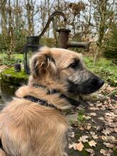 HANNELI, Hund, Mischlingshund in Oststeinbek - Bild 2