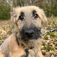 HANNELI, Hund, Mischlingshund in Oststeinbek - Bild 5