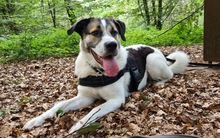 DEUTZIA, Hund, Herdenschutzhund-Mix in Hochspeyer - Bild 1