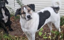 DEUTZIA, Hund, Herdenschutzhund-Mix in Hochspeyer - Bild 10