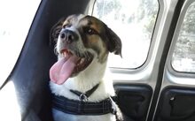 DEUTZIA, Hund, Herdenschutzhund-Mix in Hochspeyer - Bild 11