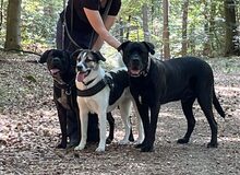 DEUTZIA, Hund, Herdenschutzhund-Mix in Hochspeyer - Bild 3