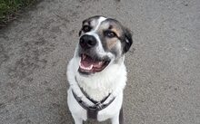 DEUTZIA, Hund, Herdenschutzhund-Mix in Hochspeyer - Bild 7