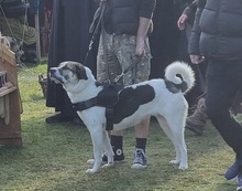 DEUTZIA, Hund, Herdenschutzhund-Mix in Hochspeyer - Bild 8
