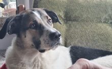 DEUTZIA, Hund, Herdenschutzhund-Mix in Hochspeyer - Bild 9