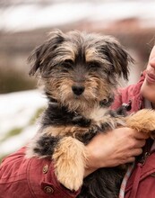 MIMIKRI, Hund, Terrier-Mix in Ungarn - Bild 1