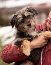 MIMIKRI, Hund, Terrier-Mix in Ungarn - Bild 2