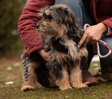 MIMIKRI, Hund, Terrier-Mix in Ungarn - Bild 3