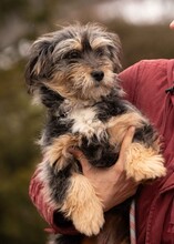 MIMIKRI, Hund, Terrier-Mix in Ungarn - Bild 4