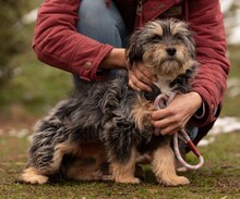 MIMIKRI, Hund, Terrier-Mix in Ungarn - Bild 5