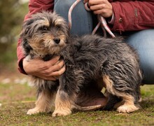 MIMIKRI, Hund, Terrier-Mix in Ungarn - Bild 6