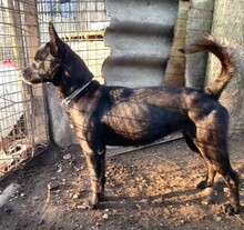 ZIZI, Hund, Pinscher-Mix in Ungarn - Bild 3