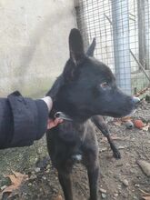 ZIZI, Hund, Pinscher-Mix in Ungarn - Bild 5