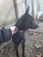 ZIZI, Hund, Pinscher-Mix in Ungarn - Bild 8