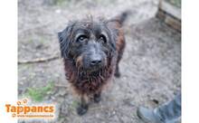 NEGRO8, Hund, Mischlingshund in Ungarn - Bild 2