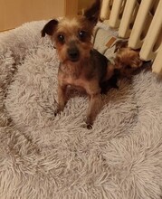 HELLA, Hund, Yorkshire Terrier-Mix in Slowakische Republik - Bild 1