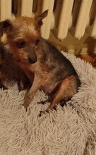 HELLA, Hund, Yorkshire Terrier-Mix in Slowakische Republik - Bild 2