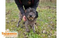 SILVER2, Hund, Mischlingshund in Ungarn - Bild 2