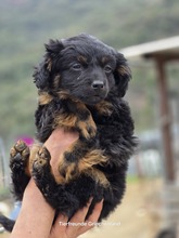 RAVEN, Hund, Mischlingshund in Griechenland - Bild 2