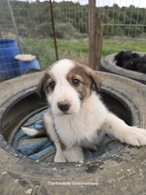 MAX, Hund, Mischlingshund in Griechenland - Bild 1