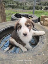 MAX, Hund, Mischlingshund in Griechenland - Bild 2