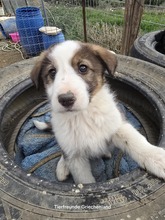 MAX, Hund, Mischlingshund in Griechenland - Bild 3