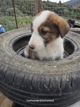 MAX, Hund, Mischlingshund in Griechenland - Bild 4