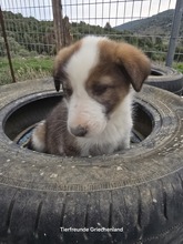 MAX, Hund, Mischlingshund in Griechenland - Bild 5